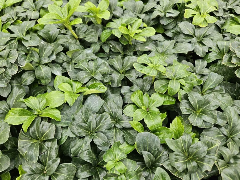 La Green Touch - Pachysandre du japon 'green sheen' x60 – entre 3,75 et 5m2 Clearance