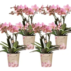 La Green Touch - Pack de 4 orchidées treviso – vieux rose – plante d'intérieur fleurie cm - plante d'intérieur Best