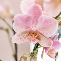 La Green Touch - Pack de 4 orchidées treviso – vieux rose – plante d'intérieur fleurie cm - plante d'intérieur Best