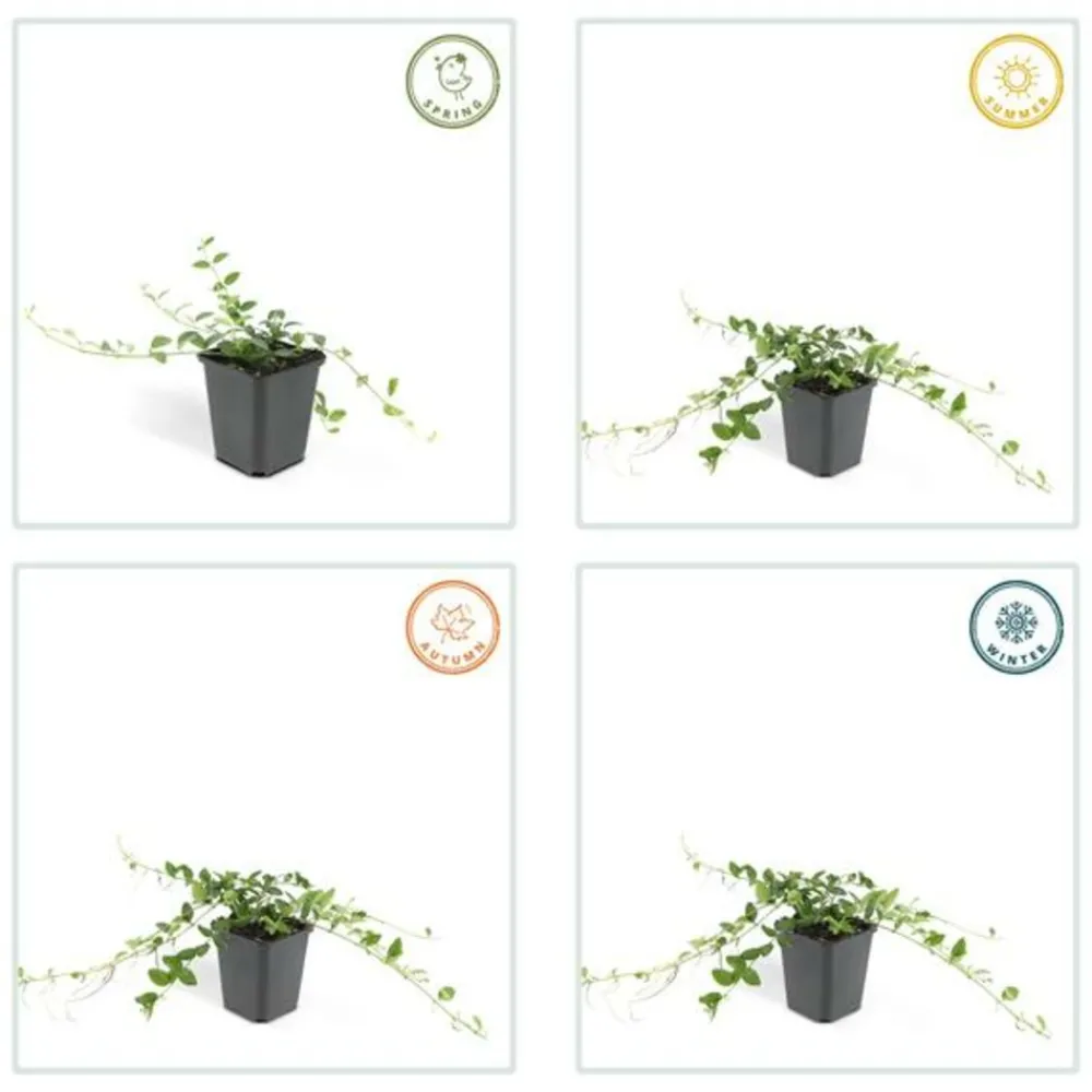 La Green Touch Fleurs De Saison | - Petite pervenche 'alba' x12 – entre 0,75 et 1m2