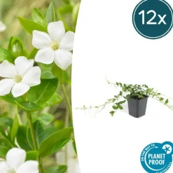 La Green Touch Fleurs De Saison | - Petite pervenche 'alba' x12 – entre 0,75 et 1m2