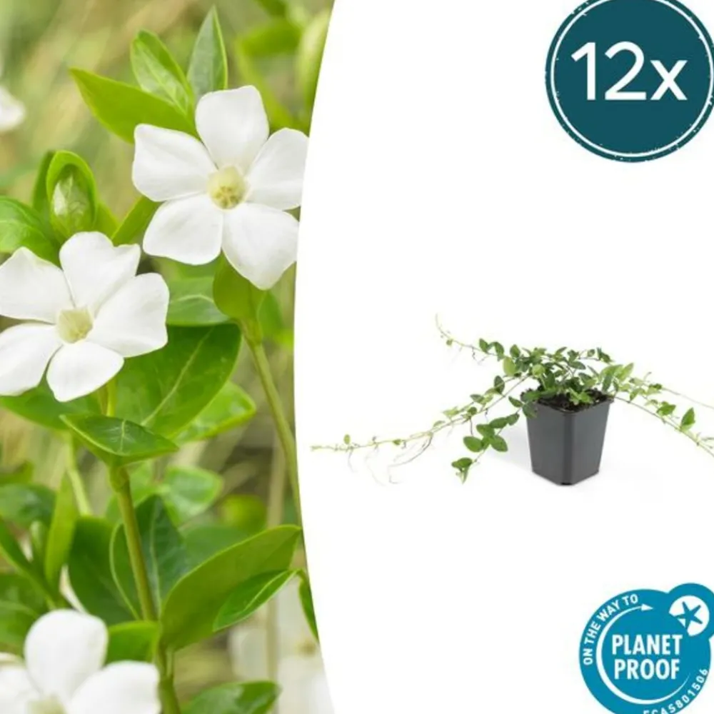 La Green Touch Fleurs De Saison | - Petite pervenche 'alba' x12 – entre 0,75 et 1m2