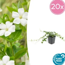 La Green Touch Fleurs De Saison | - Petite pervenche 'alba' x12 – entre 0,75 et 1m2
