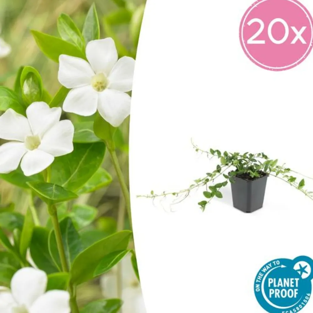 La Green Touch Fleurs De Saison | - Petite pervenche 'alba' x12 – entre 0,75 et 1m2