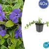 La Green Touch - Petite pervenche 'argenteovariegata' x40 – entre 2,5 et 3,33m2 Hot
