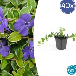 La Green Touch - Petite pervenche 'argenteovariegata' x40 – entre 2,5 et 3,33m2 Hot