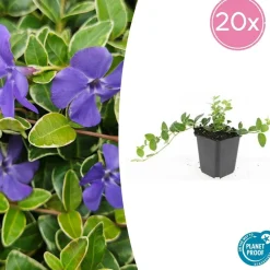 La Green Touch - Petite pervenche 'argenteovariegata' x40 – entre 2,5 et 3,33m2 Hot
