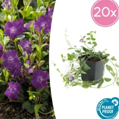 La Green Touch Plantes Vivaces | - Petite pervenche 'atropurpurea' x20 – entre 1,25 et 1,67m2