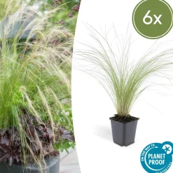 La Green Touch Plantes Vivaces | - Petite pervenche 'atropurpurea' x20 – entre 1,25 et 1,67m2