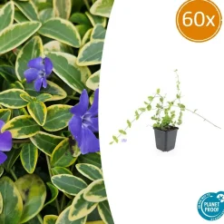 La Green Touch - Petite pervenche 'blue and gold' x60 – entre 3,75 et 5m2 New