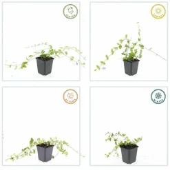 La Green Touch - Petite pervenche 'blue and gold' x60 – entre 3,75 et 5m2 New