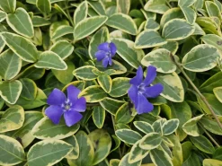 La Green Touch - Petite pervenche 'blue and gold' x60 – entre 3,75 et 5m2 New