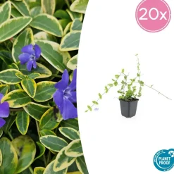 La Green Touch - Petite pervenche 'blue and gold' x60 – entre 3,75 et 5m2 New