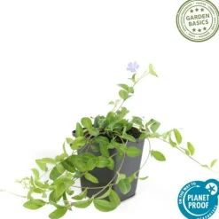 La Green Touch - Petite pervenche (vinca minor) x20 – entre 1,25 et 1,67m2 Best