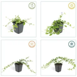 La Green Touch - Petite pervenche (vinca minor) x20 – entre 1,25 et 1,67m2 Best