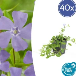 La Green Touch - Petite pervenche (vinca minor) x20 – entre 1,25 et 1,67m2 Best