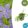 La Green Touch Fleurs De Saison | - Petite pervenche 'la grave' x6 – entre 0,38 et 0,5m2