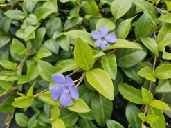 La Green Touch Fleurs De Saison | - Petite pervenche 'la grave' x6 – entre 0,38 et 0,5m2
