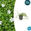 La Green Touch Fleurs De Saison | - Petite pervenche 'gertrude jekyll' x12 – entre 0,75 et 1m2