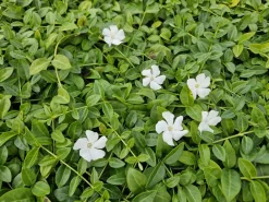 La Green Touch Fleurs De Saison | - Petite pervenche 'gertrude jekyll' x12 – entre 0,75 et 1m2