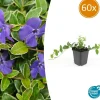 La Green Touch - Petite pervenche 'ralph shugert' x60 – entre 3,75 et 5m2 Hot