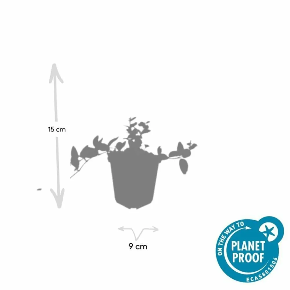 La Green Touch - Petite pervenche 'ralph shugert' x60 – entre 3,75 et 5m2 Hot