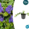 La Green Touch - Petite pervenche 'ralph shugert' x12 – entre 0,75 et 1m2 Clearance
