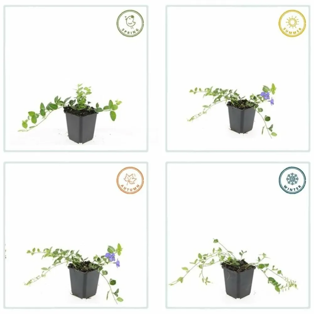 La Green Touch - Petite pervenche 'ralph shugert' x12 – entre 0,75 et 1m2 Clearance