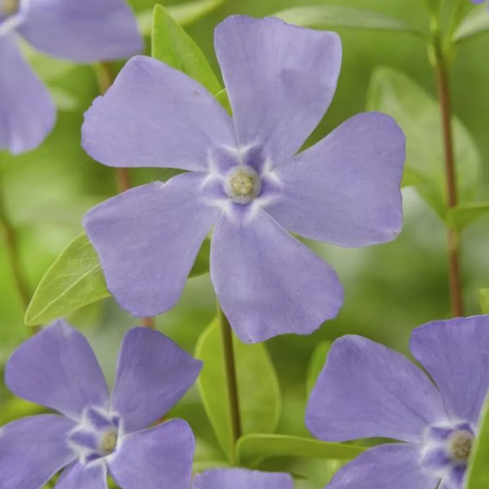 La Green Touch Fleurs De Saison | - Petite pervenche (vinca minor) x12 – entre 0,75 et 1m2