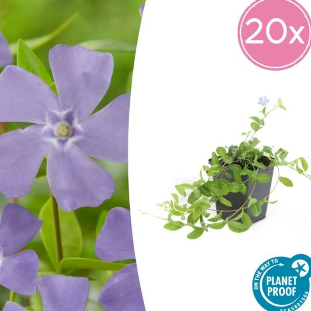 La Green Touch Fleurs De Saison | - Petite pervenche (vinca minor) x12 – entre 0,75 et 1m2