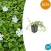 La Green Touch - Petite pervenche 'gertrude jekyll' x60 – entre 3,75 et 5m2 Hot