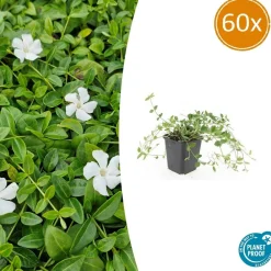 La Green Touch - Petite pervenche 'gertrude jekyll' x60 – entre 3,75 et 5m2 Hot