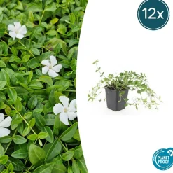La Green Touch - Petite pervenche 'gertrude jekyll' x60 – entre 3,75 et 5m2 Hot