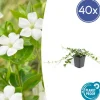 La Green Touch Fleurs De Saison | - Petite pervenche 'alba' x40 – entre 2,5 et 3,33m2