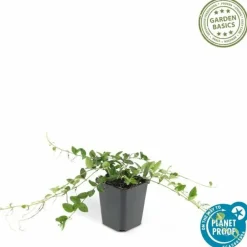 La Green Touch Fleurs De Saison | - Petite pervenche 'alba' x40 – entre 2,5 et 3,33m2
