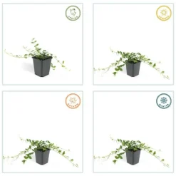 La Green Touch Fleurs De Saison | - Petite pervenche 'alba' x40 – entre 2,5 et 3,33m2