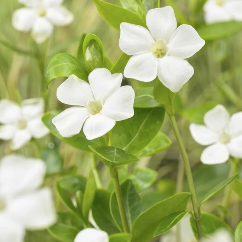 La Green Touch Fleurs De Saison | - Petite pervenche 'alba' x40 – entre 2,5 et 3,33m2