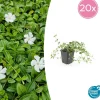 La Green Touch Fleurs De Saison | - Petite pervenche 'alba' x20 – entre 1,25 et 1,67m2