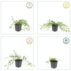 La Green Touch Fleurs De Saison | - Petite pervenche 'alba' x20 – entre 1,25 et 1,67m2