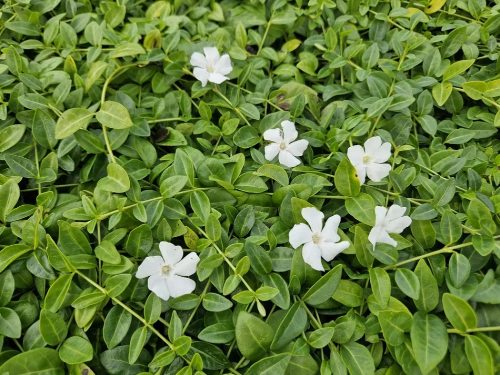 La Green Touch Fleurs De Saison | - Petite pervenche 'alba' x20 – entre 1,25 et 1,67m2