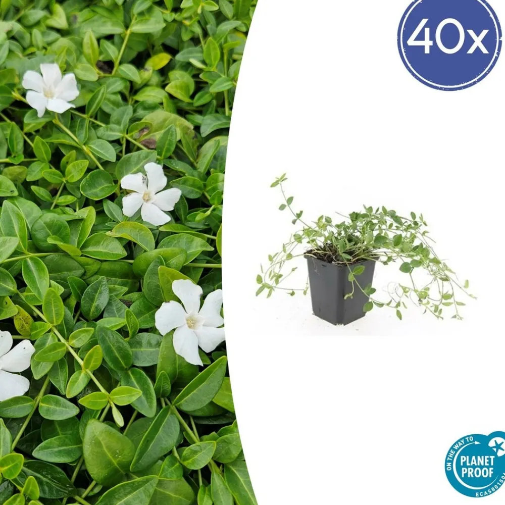 La Green Touch Fleurs De Saison | - Petite pervenche 'alba' x20 – entre 1,25 et 1,67m2
