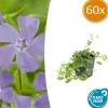 La Green Touch - Petite pervenche 'la grave' x60 – entre 3,75 et 5m2 New