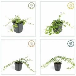 La Green Touch - Petite pervenche 'la grave' x60 – entre 3,75 et 5m2 New