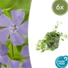 La Green Touch - Petite pervenche (vinca minor) x6 – entre 0,38 et 0,5m2