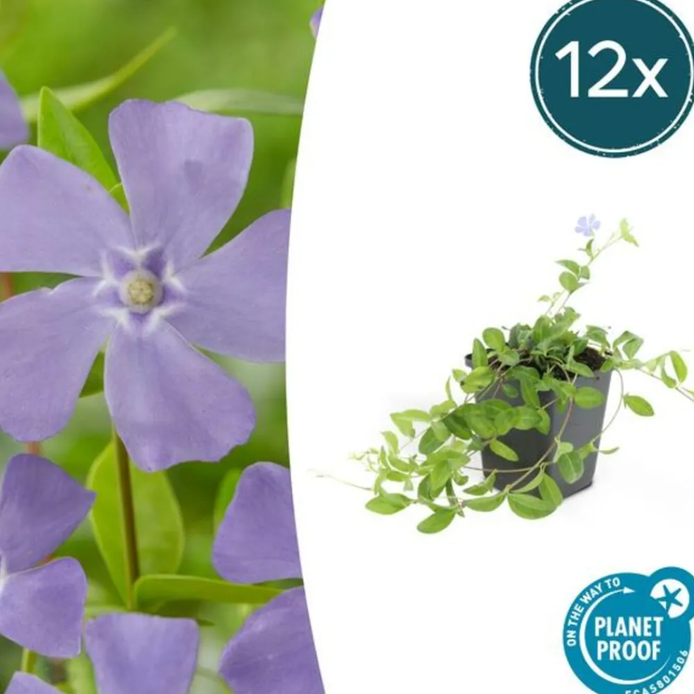 La Green Touch - Petite pervenche (vinca minor) x6 – entre 0,38 et 0,5m2