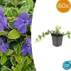 La Green Touch Fleurs De Saison | - Petite pervenche 'argenteovariegata' x60 – entre 3,75 et 5m2