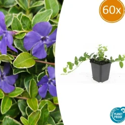 La Green Touch Fleurs De Saison | - Petite pervenche 'argenteovariegata' x60 – entre 3,75 et 5m2