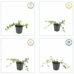 La Green Touch Fleurs De Saison | - Petite pervenche 'argenteovariegata' x60 – entre 3,75 et 5m2