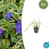 La Green Touch Fleurs De Saison | - Petite pervenche 'blue and gold' x6 – entre 0,38 et 0,5m2