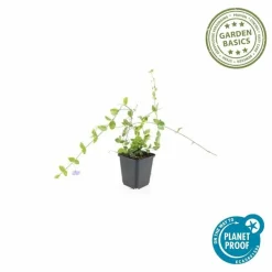 La Green Touch Fleurs De Saison | - Petite pervenche 'blue and gold' x6 – entre 0,38 et 0,5m2